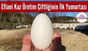 Eflani Kaz Üretim Çiftliğinin İlk Yumurtası