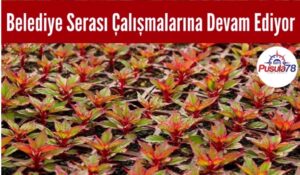 Belediye Serası Çalışmalarına Devam Ediyor