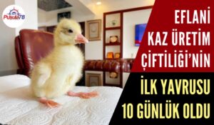 Eflani Kaz Üretim Çiftliğinde İlk Yavru Heyecanı