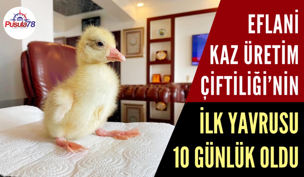 Eflani Kaz Üretim Çiftliğinde İlk Yavru Heyecanı