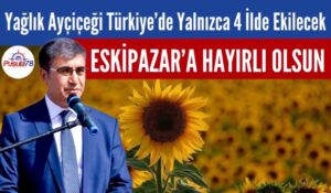 Yağlık Ayçiçeği Ekimi Karabük’te Yapılacak