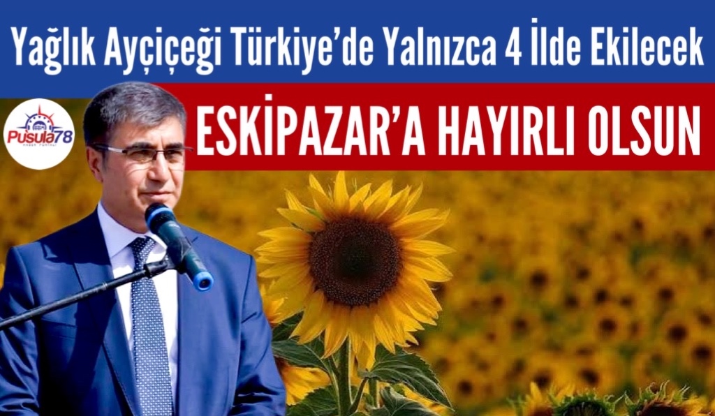 Yağlık Ayçiçeği Ekimi Karabük’te Yapılacak