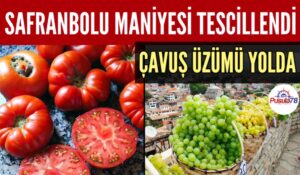 SAFRANBOLU MANİYESİ TESCİLLENDİ ÇAVUŞ ÜZÜMÜ YOLDA