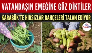 KARABÜK’TE HIRSIZLAR BAHÇELERİ TALAN EDİYOR