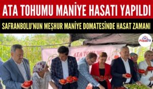 SAFRANBOLU’NUN COĞRAFİ İŞARETLİ MANİYE DOMATESİNİN HASATI YAPILDI