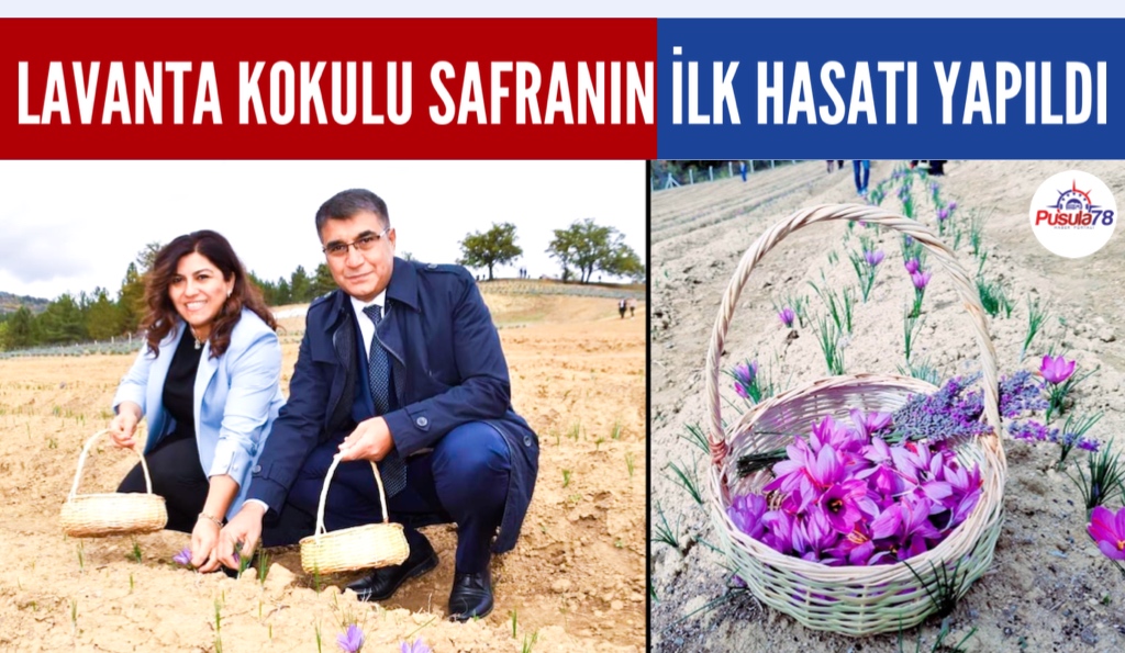 LAVANTA KOKULU SAFRAN BAHÇESİNDE İLK HASAT YAPILDI