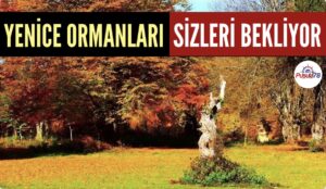 YENİCE ORMANLARI SİZİ BEKLİYOR
