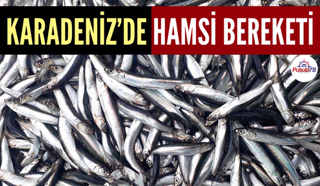KARADENİZ’DE HAMSİ BEREKETİ
