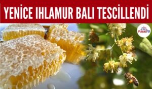 YENİCE IHLAMUR BALI TESCİLLENDİ