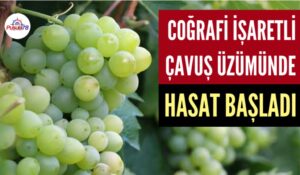 ÇAVUŞ ÜZÜMÜNDE HASAT BAŞLADI
