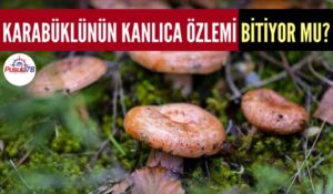 KANLICA MANTARI ÖZLEMİ BİTİYOR MU?