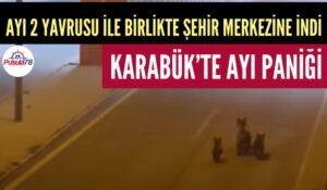 AYI VE YAVRULARI ŞEHİR MERKEZİNE İNDİ