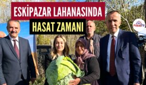 ESKİPAZAR’IN MEŞHUR KELEMİNDE HASAT ZAMANI